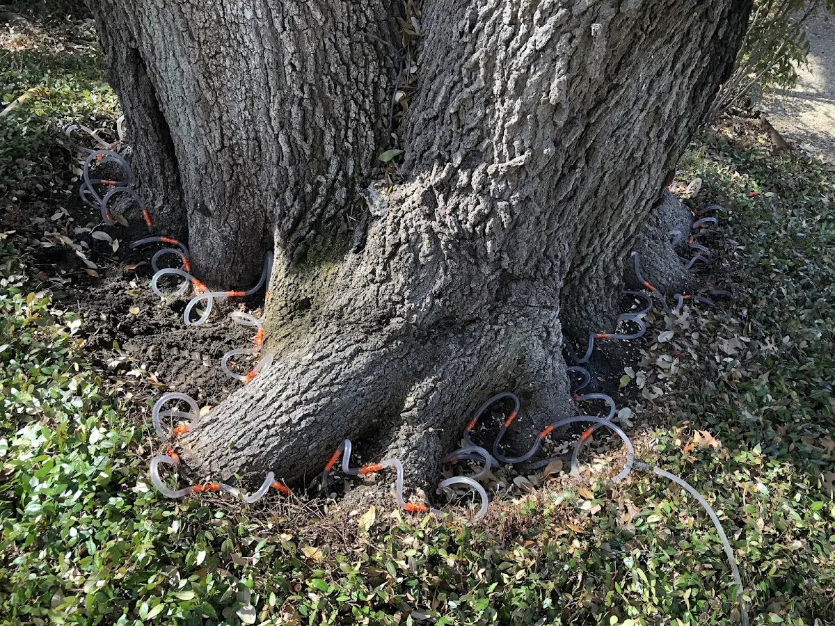 Detailed Shrub and Hedge Trimming job site in Crockett
