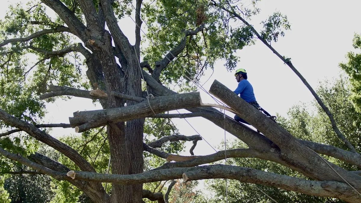 Professional Crown Thinning performed by certified arborists in Crockett