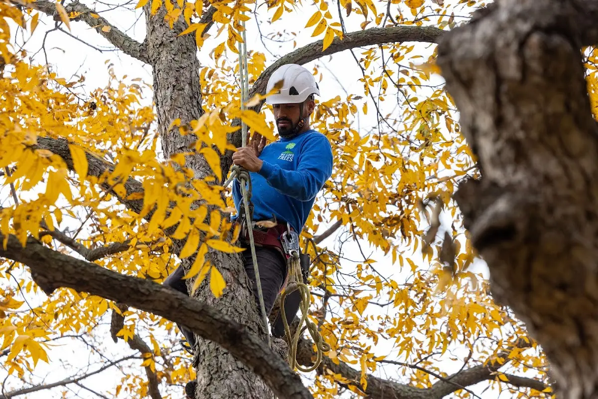 Skilled Tree Pruning crew working in Crockett